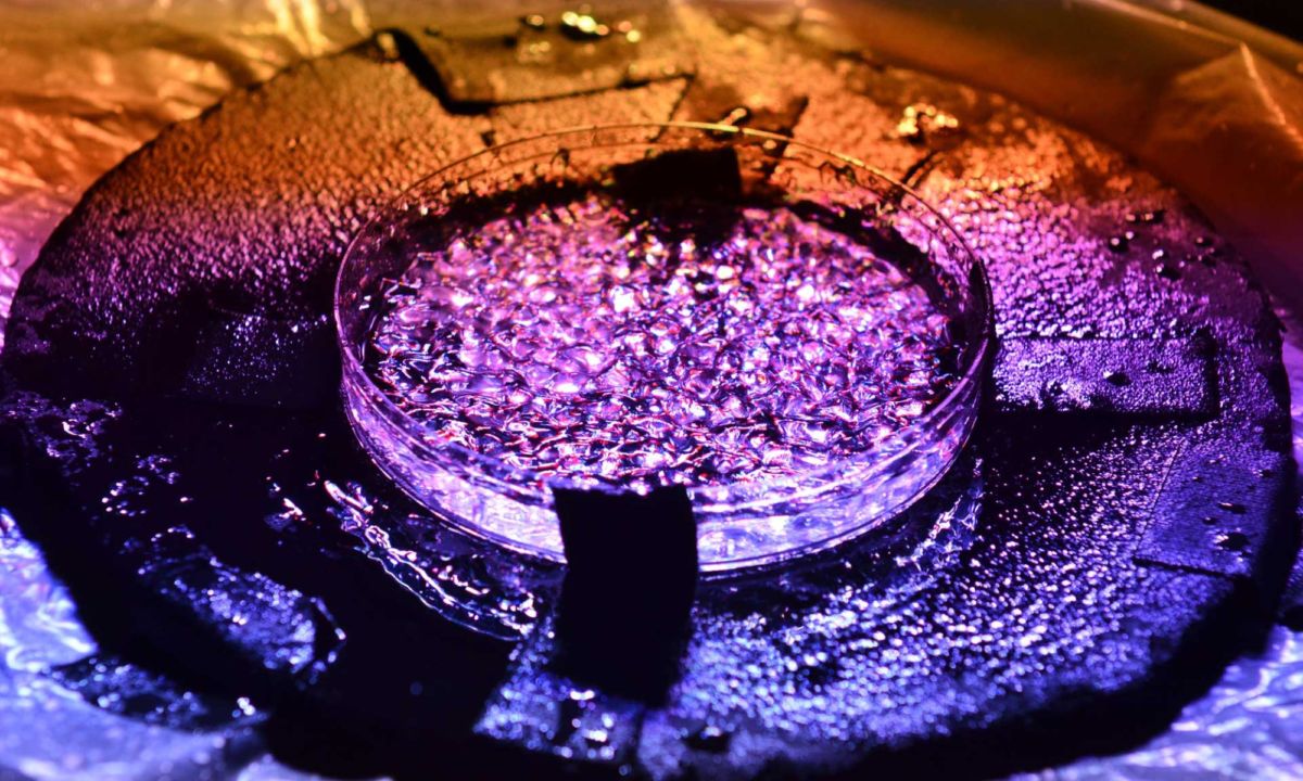 Cold Fusion Now!.jpg