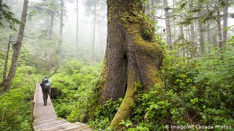 A Forest.jpg