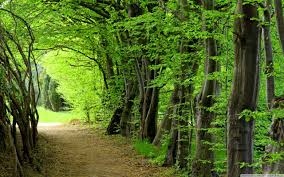 Forest Pathway.jpg