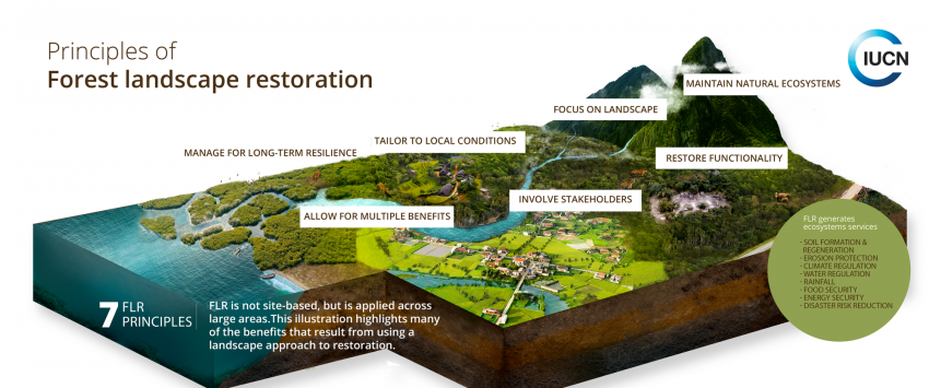 A Forest Restoration Plan-Principle.png