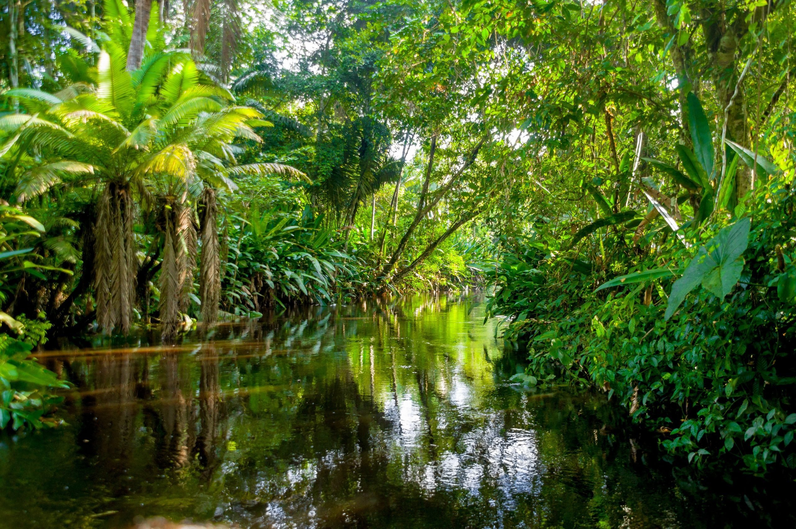 Amazon-Jungle-Yasuni-Ecuador-scaled.jpg