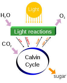 A Simple Photosynthesis Overview.png
