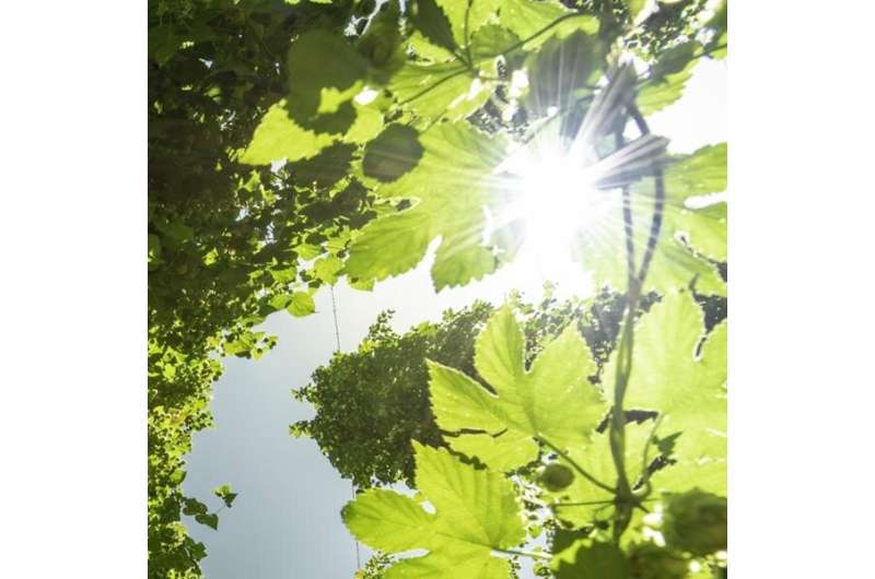 Photosynthesis drives all life on Earth.jpg