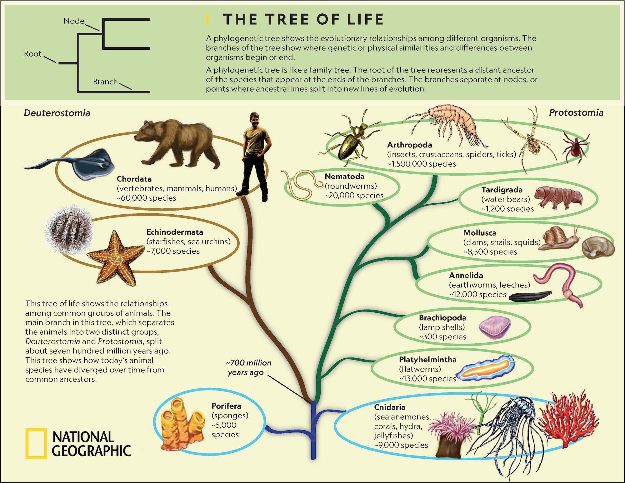 tree-of-life.jpg
