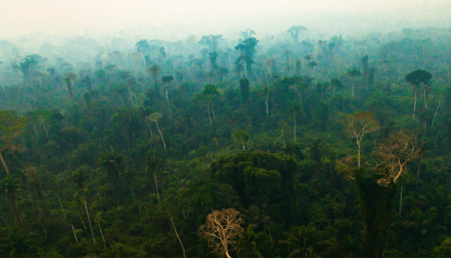 Rainforest.png