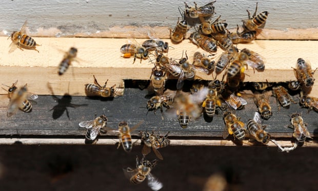 Vanishing Bees.jpg